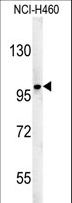 ST18 Antibody - ST18 Antibody western blot of NCI-H460 cell line lysates (35 ug/lane). The ST18 antibody detected the ST18 protein (arrow).