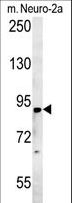 ST18 Antibody - ST18 Antibody western blot of mouse Neuro-2a cell line lysates (35 ug/lane). The ST18 antibody detected the ST18 protein (arrow).