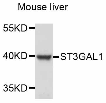 ST3GAL1 Antibody - Western blot analysis of extracts of mouse liver, using ST3GAL1 antibody at 1:3000 dilution. The secondary antibody used was an HRP Goat Anti-Rabbit IgG (H+L) at 1:10000 dilution. Lysates were loaded 25ug per lane and 3% nonfat dry milk in TBST was used for blocking. An ECL Kit was used for detection and the exposure time was 40s.