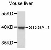 ST3GAL1 Antibody - Western blot analysis of extracts of mouse liver, using ST3GAL1 antibody at 1:3000 dilution. The secondary antibody used was an HRP Goat Anti-Rabbit IgG (H+L) at 1:10000 dilution. Lysates were loaded 25ug per lane and 3% nonfat dry milk in TBST was used for blocking. An ECL Kit was used for detection and the exposure time was 40s.