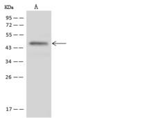 ST3GAL2 Antibody - Anti-ST3GAL2 rabbit polyclonal antibody at 1:500 dilution. Lane A: U-251 MG Whole Cell Lysate. Lysates/proteins at 30 ug per lane. Secondary: Goat Anti-Rabbit IgG (H+L)/HRP at 1/10000 dilution. Developed using the ECL technique. Performed under reducing conditions. Predicted band size: 40 kDa. Observed band size: 44 kDa.
