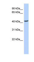ST3GAL4 / ST3Gal IV Antibody - ST3GAL4 antibody Western blot of 721_B cell lysate. This image was taken for the unconjugated form of this product. Other forms have not been tested.