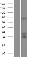 ST3GAL4 / ST3Gal IV Protein - Western validation with an anti-DDK antibody * L: Control HEK293 lysate R: Over-expression lysate