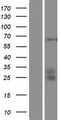 ST3GAL4 / ST3Gal IV Protein - Western validation with an anti-DDK antibody * L: Control HEK293 lysate R: Over-expression lysate