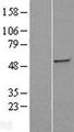 ST3GAL5 / GM3 Synthase Protein - Western validation with an anti-DDK antibody * L: Control HEK293 lysate R: Over-expression lysate