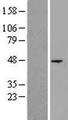 ST6GAL1 / CD75 Protein - Western validation with an anti-DDK antibody * L: Control HEK293 lysate R: Over-expression lysate