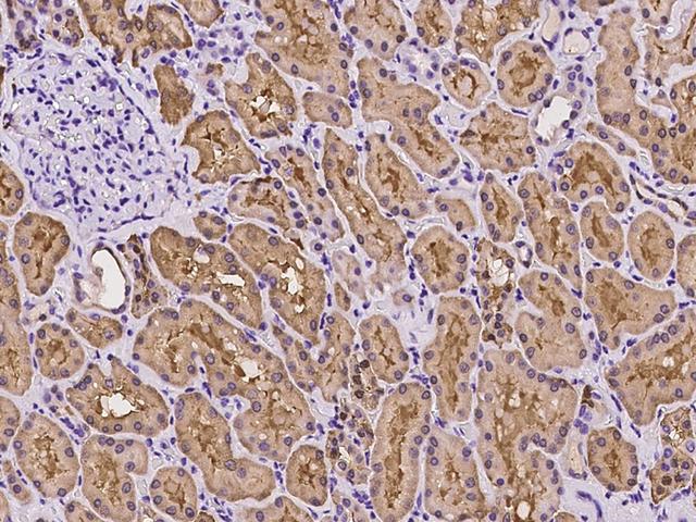 ST6GAL2 Antibody - Immunochemical staining of ST6GAL2 in human kidney with rabbit polyclonal antibody at 1:100 dilution, formalin-fixed paraffin embedded sections.