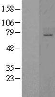 ST6GALNAC1 Protein - Western validation with an anti-DDK antibody * L: Control HEK293 lysate R: Over-expression lysate