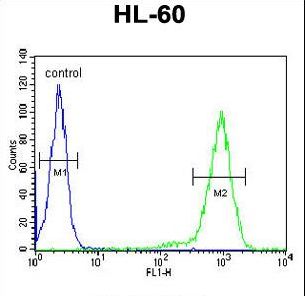 ST8SIA3 Antibody - SIA8C Antibody flow cytometry of HL-60 cells (right histogram) compared to a negative control cell (left histogram). FITC-conjugated goat-anti-rabbit secondary antibodies were used for the analysis.