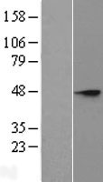 ST8SIA3 Protein - Western validation with an anti-DDK antibody * L: Control HEK293 lysate R: Over-expression lysate