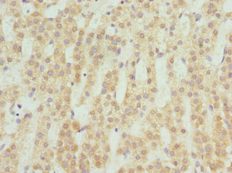 ST8SIA4 Antibody - Immunohistochemistry of paraffin-embedded human adrenal gland tissue at dilution 1:100