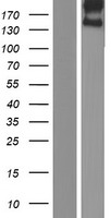 STAB1 Protein - Western validation with an anti-DDK antibody * L: Control HEK293 lysate R: Over-expression lysate