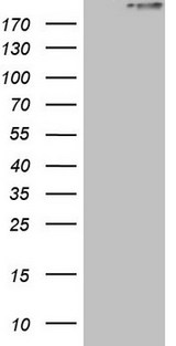 STAB2 / HARE Antibody - HEK293T cells were transfected with the pCMV6-ENTRY control. (Left lane) or pCMV6-ENTRY STAB2. (Right lane) cDNA for 48 hrs and lysed. Equivalent amounts of cell lysates. (5 ug per lane) were separated by SDS-PAGE and immunoblotted with anti-STAB2.