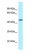 STAC Antibody - STAC antibody Western Blot of Fetal Kidney.  This image was taken for the unconjugated form of this product. Other forms have not been tested.