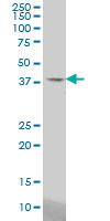 STAC Antibody - STAC monoclonal antibody (M01), clone 2C5 Western Blot analysis of STAC expression in A-431.