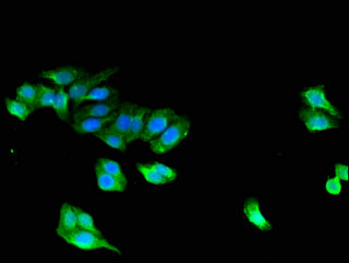 STAC Antibody - Immunofluorescent analysis of HepG2 cells using STAC Antibody at a dilution of 1:100 and Alexa Fluor 488-congugated AffiniPure Goat Anti-Rabbit IgG(H+L)