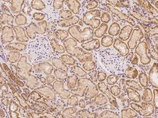 STAC Antibody - Immunochemical staining of human STAC in human kidney with rabbit polyclonal antibody at 1:100 dilution, formalin-fixed paraffin embedded sections.