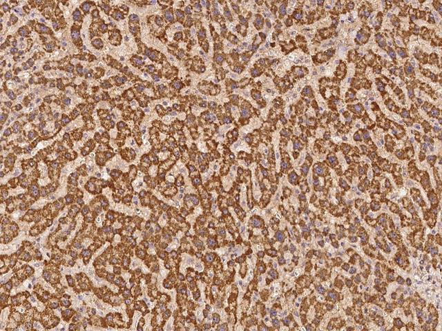 STAC Antibody - Immunochemical staining of human STAC in human liver with rabbit polyclonal antibody at 1:100 dilution, formalin-fixed paraffin embedded sections.
