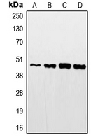 STAC2 Antibody - Western blot analysis of STAC2 expression in HeLa (A); mouse kidney (B); rat kidney (C); A431 (D) whole cell lysates.