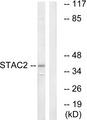 STAC2 Antibody - Western blot analysis of extracts from K562 cells, using STAC2 antibody.