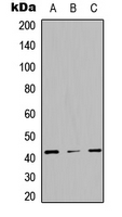 STAC3 Antibody - Western blot analysis of STAC3 expression in HEK293T (A); NS-1 (B); PC12 (C) whole cell lysates.