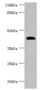 STAC3 Antibody - Western blot All lanes: STAC3 antibody at 12µg/ml + Rat lung tissue Secondary Goat polyclonal to rabbit IgG at 1/10000 dilution Predicted band size: 42, 38, 21 kDa Observed band size: 42 kDa
