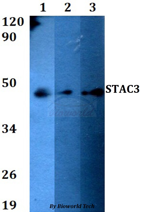 STAC3 Antibody - Western blot of STAC3 antibody at 1:500 dilution. Lane 1: HEK293T whole cell lysate. Lane 2: sp2/0 whole cell lysate. Lane 3: PC12 whole cell lysate.