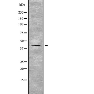 STAC3 Antibody - Western blot analysis STAC3 using 293 whole cells lysates