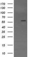 STAF50 / TRIM22 Antibody - HEK293T cells were transfected with the pCMV6-ENTRY control (Left lane) or pCMV6-ENTRY TRIM22 (Right lane) cDNA for 48 hrs and lysed. Equivalent amounts of cell lysates (5 ug per lane) were separated by SDS-PAGE and immunoblotted with anti-TRIM22.
