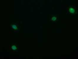 STAF50 / TRIM22 Antibody - Anti-TRIM22 mouse monoclonal antibody immunofluorescent staining of COS7 cells transiently transfected by pCMV6-ENTRY TRIM22.