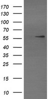 STAF50 / TRIM22 Antibody - HEK293T cells were transfected with the pCMV6-ENTRY control (Left lane) or pCMV6-ENTRY TRIM22 (Right lane) cDNA for 48 hrs and lysed. Equivalent amounts of cell lysates (5 ug per lane) were separated by SDS-PAGE and immunoblotted with anti-TRIM22.