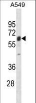 STAF50 / TRIM22 Antibody - TRIM22 Antibody western blot of A549 cell line lysates (35 ug/lane). The TRIM22 antibody detected the TRIM22 protein (arrow).