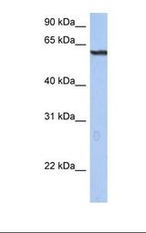 STAF50 / TRIM22 Antibody - Fetal brain lysate. Antibody concentration: 1.0 ug/ml. Gel concentration: 12%.  This image was taken for the unconjugated form of this product. Other forms have not been tested.