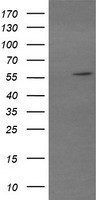 STAF50 / TRIM22 Antibody - HEK293T cells were transfected with the pCMV6-ENTRY control (Left lane) or pCMV6-ENTRY TRIM22 (Right lane) cDNA for 48 hrs and lysed. Equivalent amounts of cell lysates (5 ug per lane) were separated by SDS-PAGE and immunoblotted with anti-TRIM22.