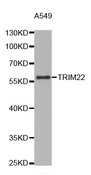 STAF50 / TRIM22 Antibody - Western blot blot of extracts of A549 cell line, using TRIM22 antibody.