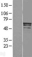 STAF50 / TRIM22 Protein - Western validation with an anti-DDK antibody * L: Control HEK293 lysate R: Over-expression lysate