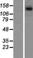 STAG1 / SA1 Protein - Western validation with an anti-DDK antibody * L: Control HEK293 lysate R: Over-expression lysate