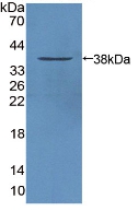 STAM1 / STAM Antibody - Western Blot; Sample: Recombinant STAM1, Mouse.