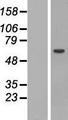 STAM1 / STAM Protein - Western validation with an anti-DDK antibody * L: Control HEK293 lysate R: Over-expression lysate