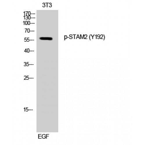 STAM2 Antibody - Western blot of Phospho-STAM2 (Y192) antibody