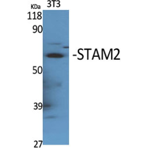 STAM2 Antibody - Western blot of STAM2 antibody