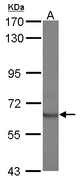 STAM2 Antibody - Sample (30 ug of whole cell lysate) A: Jurkat 7.5% SDS PAGE STAM2 antibody diluted at 1:1000