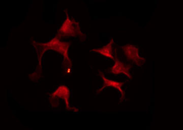 STAM2 Antibody - Staining NIH-3T3 cells by IF/ICC. The samples were fixed with PFA and permeabilized in 0.1% Triton X-100, then blocked in 10% serum for 45 min at 25°C. The primary antibody was diluted at 1:200 and incubated with the sample for 1 hour at 37°C. An Alexa Fluor 594 conjugated goat anti-rabbit IgG (H+L) Ab, diluted at 1/600, was used as the secondary antibody.