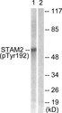STAM2 Antibody - Western blot analysis of extracts from NIH/3T3 cells, treated with EGF (200ng/ml, 30mins), using STAM2 (Phospho-Tyr192) antibody.
