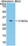 STAMBP / AMSH Antibody - Western blot of recombinant STAMBP / AMSH.  This image was taken for the unconjugated form of this product. Other forms have not been tested.