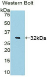 STAMBP / AMSH Antibody - Western blot of recombinant STAMBP / AMSH.  This image was taken for the unconjugated form of this product. Other forms have not been tested.