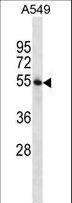 STAMBP / AMSH Antibody - STAMBP Antibody western blot of A549 cell line lysates (35 ug/lane). The STAMBP antibody detected the STAMBP protein (arrow).