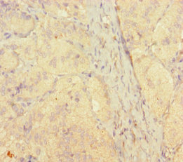 STAMBP / AMSH Antibody - Immunohistochemistry of paraffin-embedded human adrenal gland tissue using STAMBP Antibody at dilution of 1:100