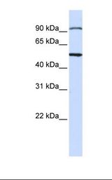 STAMBP / AMSH Antibody - Jurkat cell lysate. Antibody concentration: 1.0 ug/ml. Gel concentration: 12%.  This image was taken for the unconjugated form of this product. Other forms have not been tested.