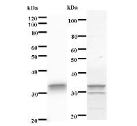 STAMBPL1 Antibody - Left : Western blot analysis of immunized recombinant protein, using anti-STAMBPL1 monoclonal antibody. Right : CBB staining of immunized recombinant protein.